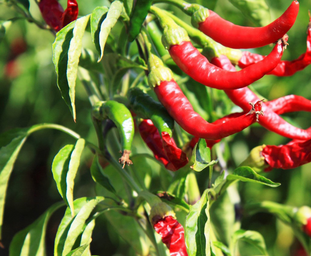 Chili