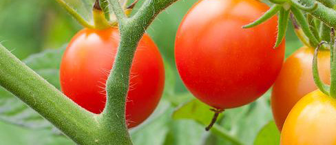 Tomato