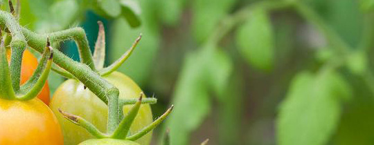 Cucumber